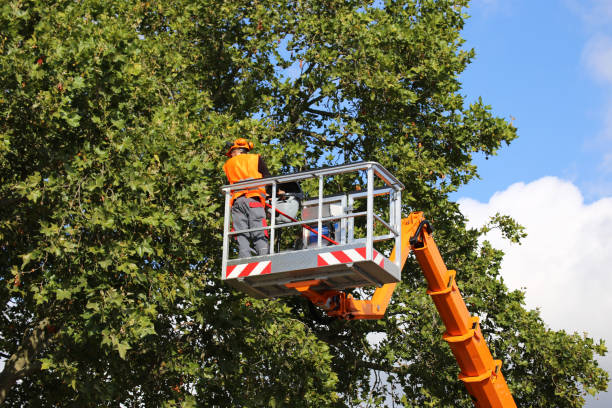 Best Hazardous Tree Removal  in Laurel, MS